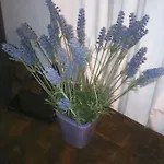 Apartman La Da Caterina *